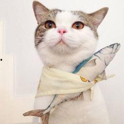 娱乐吃瓜君七七猫咪,娱乐吃瓜君的萌宠日常 第3张 娱乐吃瓜君七七猫咪,娱乐吃瓜君的萌宠日常 第3张